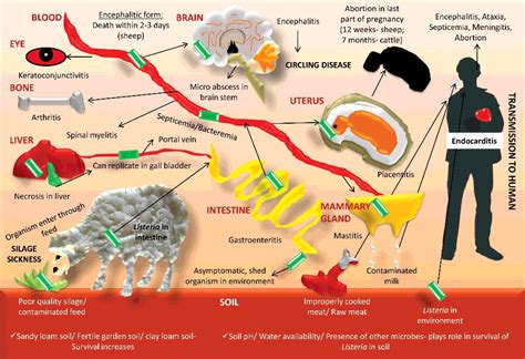 Listeriosis in Animals .